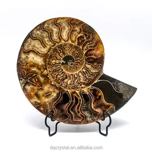 En gros Cristal Naturel Ammonite Fossile Quartz Cristal Artisanat Pierre Ammonite Fossile Tranche Pour la décoration