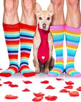 4 paires de chaussettes hautes imprimées à rayures arc-en-ciel pour femmes, multicolores, en polyester, coton et élasthanne