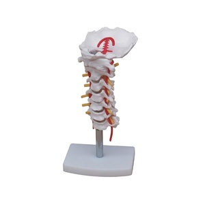 Colonne vertébrale cervicale DARHMMY avec modèle de <span class=keywords><strong>squelette</strong></span> scientifique médical de l'artère <span class=keywords><strong>du</strong></span> <span class=keywords><strong>cou</strong></span> - Product Image 1