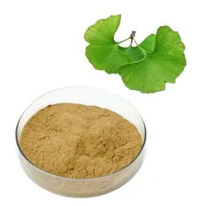 Polvere di estratto di Ginkgo Biloba di semi di foglie organiche naturali essiccati artificiali