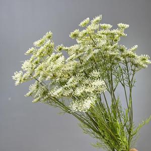 <span class=keywords><strong>Fleur</strong></span> de dentelle artificielle Queen <span class=keywords><strong>Anne</strong></span> de haute qualité à 5 têtes pour la décoration d'événements - Product Image 6
