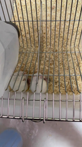 <span class=keywords><strong>Cage</strong></span> de métabolisme de souris de type JM1 pour l'élevage de souris - Product Image 6