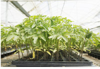 Kit de germination en plastique réutilisable à 72 alvéoles, plateau de culture pour fleurs, kit de semis de jardin avec dôme