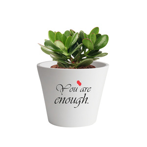 Commercio all'ingrosso <span class=keywords><strong>di</strong></span> piccole <span class=keywords><strong>piante</strong></span> <span class=keywords><strong>di</strong></span> plastica succulente alla rinfusa dal vivo disposizioni succulente per uso domestico e giardino - Product Image 2