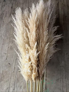 Actinifera Tự Nhiên Reed <span class=keywords><strong>Flower</strong></span> Net Cho Đám Cưới Mềm Ăn Mặc Sắp Xếp Người Nổi Tiếng Bất Hoa Cửa Hàng Trang Trí Hoa Cây - Product Image 2