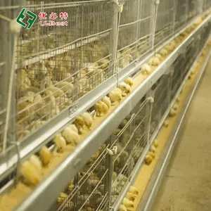 Wholesale H Type Poultry Equipment Egg laying Hen Cages Design Layer Chicken cages For Farm