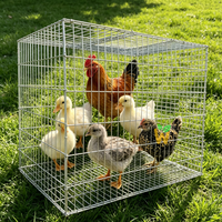 Cages de transport pliables pour poulets de chair