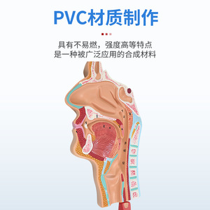 Modèle du système digestif humain ; démonstration et enseignement des glandes digestives ; cavité buccale, pharynx, œsophage, système gastro-intestinal - Product Image 2