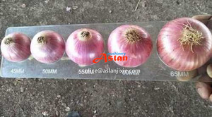 Tự động hành tây phân loại máy đóng gói/con lăn loại hành tây kích thước phân loại máy - Product Image 6