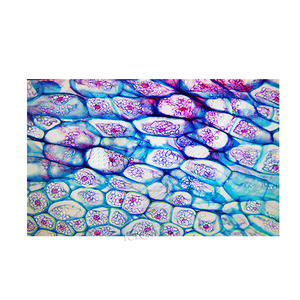 LHBMI52N高度で明確な実験室の生物学的倒立顕微鏡 - Product Image 4