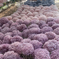 Bahan DIY Terlaris 2023 Bunga Hydrangea Awet untuk Dekorasi Pernikahan Dekorasi Rumah