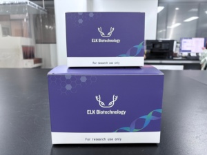 Taq DNA 중합 효소, 연구용 하이 퀄리티 - Product Image 6