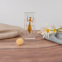 Spécimens Biologiques Intégrés en Résine pour l'Éducation Scientifique : Ailes d'Insectes Volants, Taxidermie Animale, Matériel Pédagogique