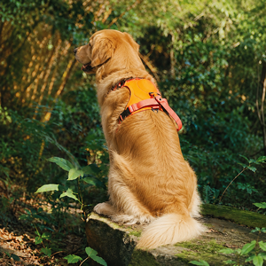 Harnais et laisse rétractables automatiques 2-en-1 anti-traction pour chiens de taille moyenne à grande - Product Image 4