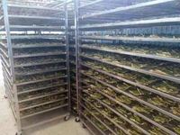 2025 Hete Verkopende Industriële Droger Grote Groente-En Fruitoven Voor Voedselverwerking 220V Koffieboondroger