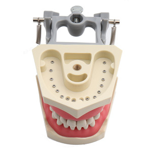 <span class=keywords><strong>Modelo</strong></span> Dental <span class=keywords><strong>Estándar</strong></span> 32 con Dientes Desmontables para Enseñanza y Entrenamiento en Ciencias Médicas con Destornillador CE/ISO - Product Image 4