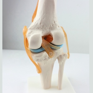 Modelo Anatómico de Articulación de Rodilla, Maniquí de PVC de Tamaño Real para Entrenamiento Escolar - Product Image 2