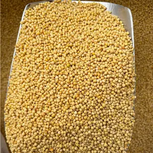 Exportateur de Chine Meilleure qualité de graines de moutarde brune biologique aux épices simples