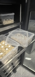 2025 Sản phẩm mới nuelead chất lượng hàng đầu lồng ấp rắn hình cầu Python thằn lằn điều khiển cảm ứng bò sát lồng ấp - Product Image 5