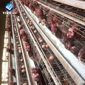 Diverse dimensioni 5 opzioni gabbia per uccelli gabbia per pollaio in acciaio zincato gabbia per galline zincata a caldo