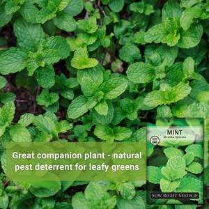 Seminare i supercibi sani e sani da 10 confezioni di Broccoli campione di crescione da banco da cucina al coperto coltiva vasi da fiori per Microgreens da pavimento - Product Image 6