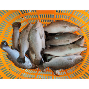 Poisson de ferme chinois, barra, calcarifer, 400-600g, 600-800g, poisson barramundi frais congelé - Product Image 5