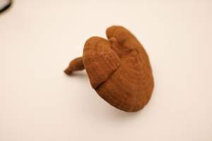 Дикий Рейши органический культивируемый цельный сушеный Ганодерма линчжи красный Ганодерма <span class=keywords><strong>Lucidum</strong></span> - Product Image 4