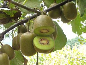 Meilleur prix sur les kiwis verts frais de la variété <span class=keywords><strong>Hayward</strong></span> - Product Image 3