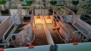 Varken landbouw apparatuur plastic vloeren voor varkens floor - Product Image 6