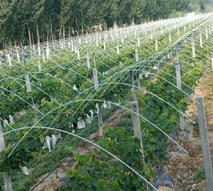 Tiges en fibre de verre FRP pour structure de tunnel en fibre de verre, serres, vignes et petites arches agricoles - Product Image 3