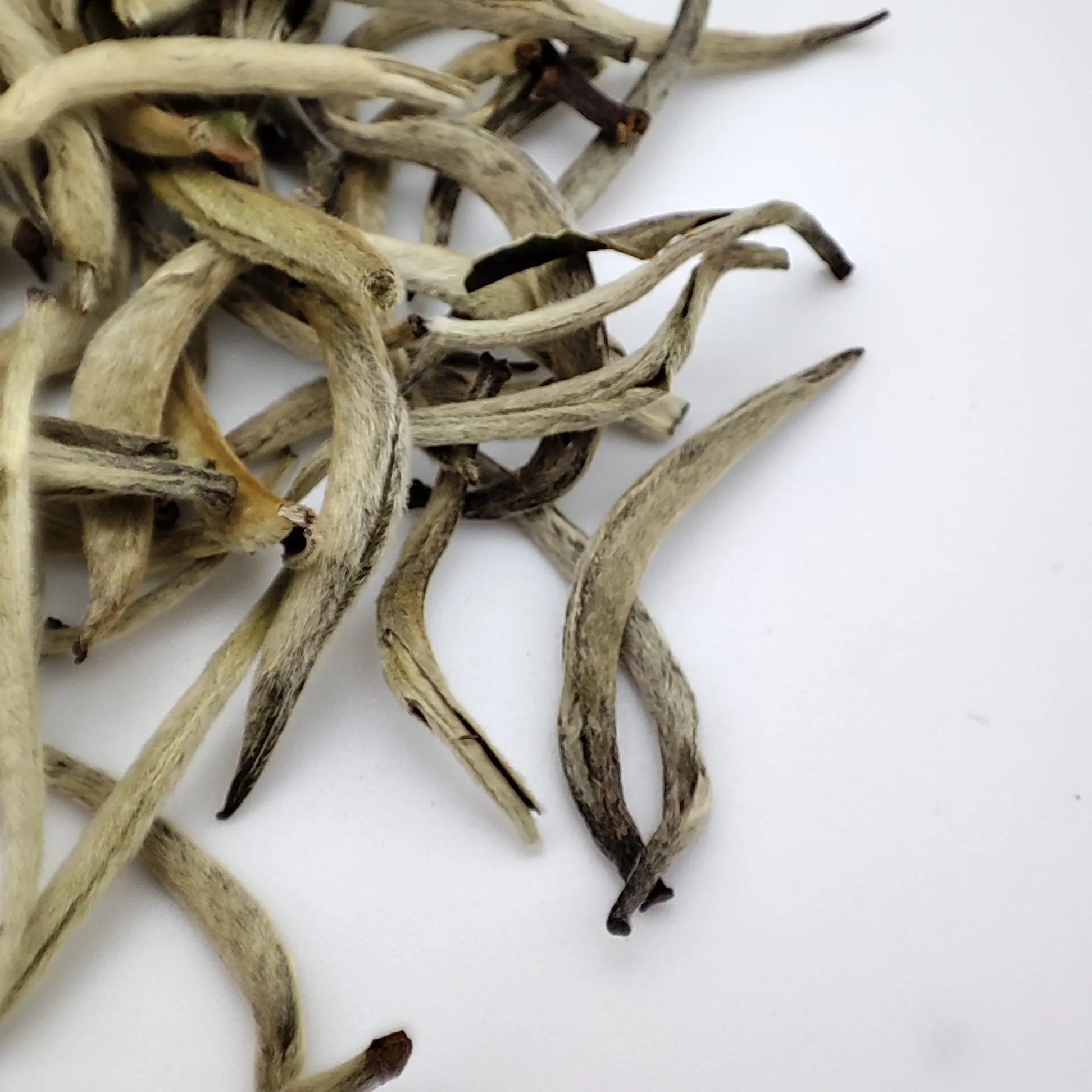 Tè bianco cinese con ago in argento Fujian a basso livello di caffeina coltivato in modo organico