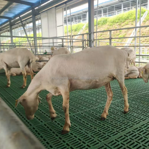Nuevo Equipo de Piso de Listones de Plástico para Ganadería para la Cría de Cabras, Ovejas y Cerdos - Product Image 4