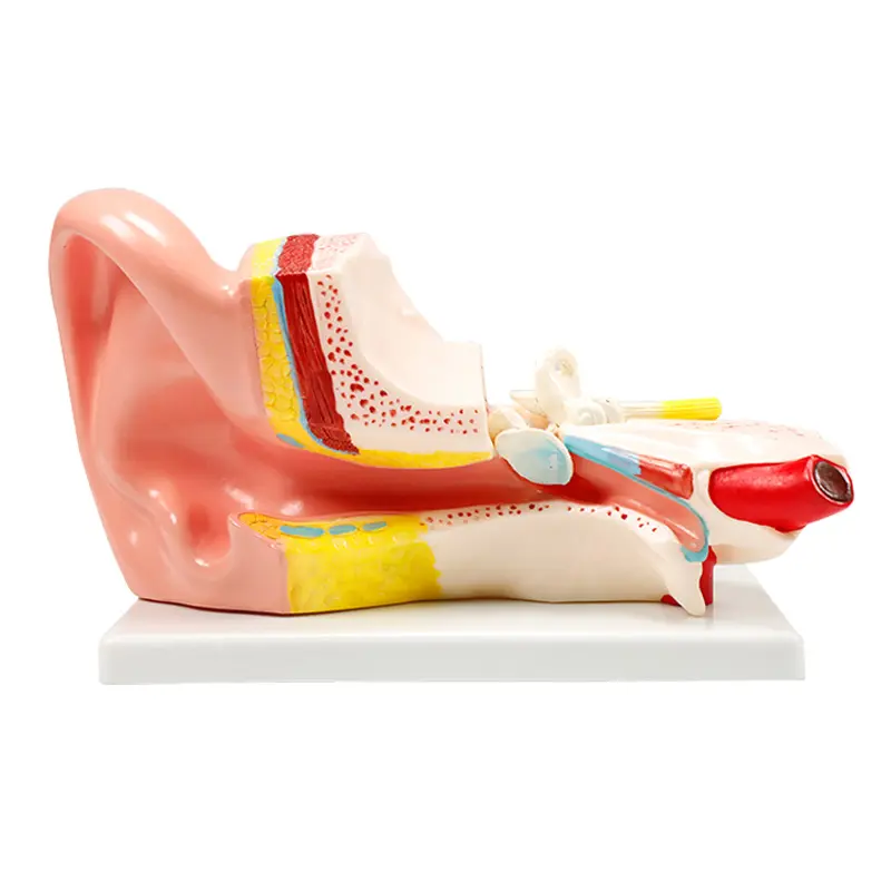 The BIX-A1058 Anatomical middle ear model shows all the major structures associated with hearing and balance