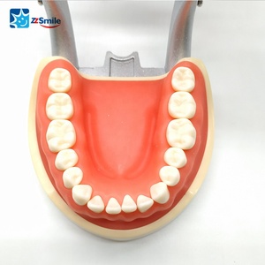 M8012 <span class=keywords><strong>Dental</strong></span> Standaard Tanden Model Met 32Pcs Permanente Vervangbare Tanden - Product Image 6