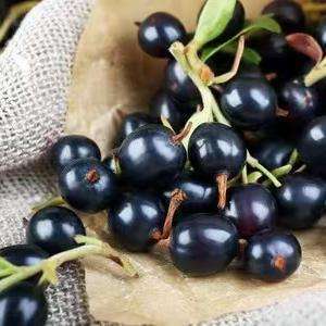 Nouvelle récolte, goût sucré, LQF, 100% fruits surgelés, <span class=keywords><strong>prix</strong></span> de gros, gros, fruits surgelés entiers, cassis - Product Image 4