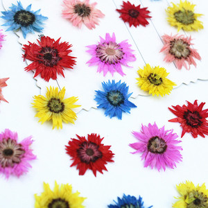 Anaphalis <span class=keywords><strong>Sinica</strong></span> prensada seca Natural de 0,8-1cm para decoración de fundas de teléfono, suministros de Arte de uñas, joyería de resina y decoraciones para álbumes de recortes - Product Image 3