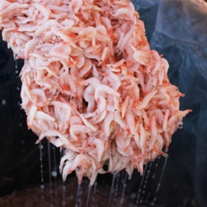 Không Nấu Chín Đông Lạnh Muối Bé Tôm Số Lượng Lớn Cung Cấp Nguyên Liệu Iqf Bảo Quản Nhỏ Tôm Cho Xuất Khẩu Thực Phẩm Thành Phần Chế Biến Hải Sản Sử Dụng - Product Image 3