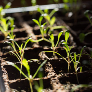 Piso Vegetal Jardín Bolsa Paquete Kit de plantas con pepino Tomate Cebolla Lechuga <span class=keywords><strong>Remolacha</strong></span> para plantar en casa o al aire libre - Product Image 1