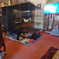 Cage de transport pliable de luxe classique pour chat et frette, avec cadre en acier inoxydable, plateau en plastique, hamac offert et fermeture à ceinture
