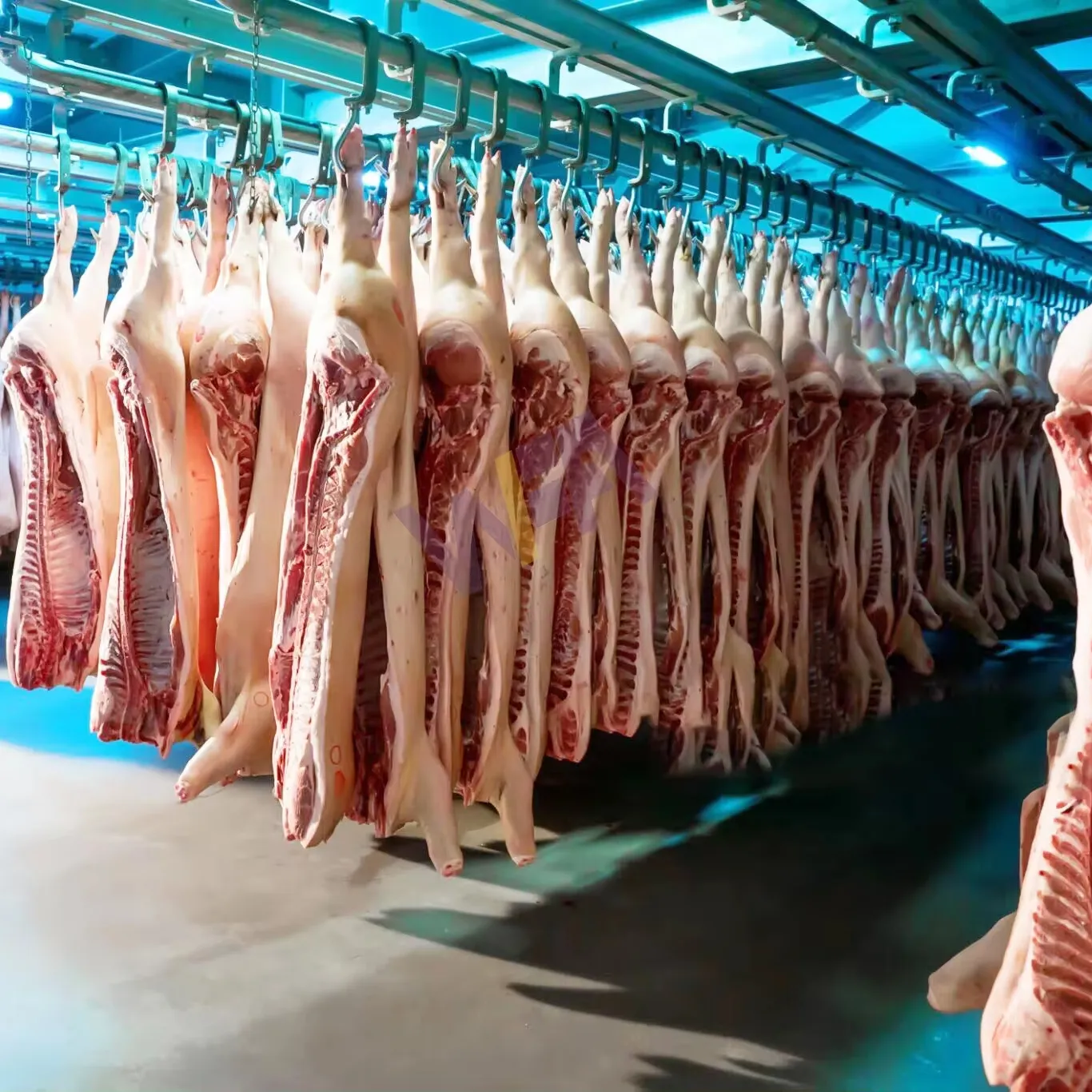 Ligne moderne d'abattage de porc d'abattoir pour équipement complet d'abattoir Abattoirs de porc