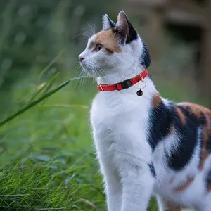 Hot Sales Natural Hemp Eco-friendly Organic Hemp Cat Collar Adjustable Training Pet Cat Collar