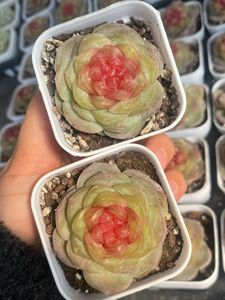 Echeveria Tangxin 6235, <span class=keywords><strong>Piante</strong></span> Succulente con Confezione per Decorazione Casa, Bonsai <span class=keywords><strong>in</strong></span> <span class=keywords><strong>Vaso</strong></span>, <span class=keywords><strong>Piante</strong></span> Succulente da <span class=keywords><strong>Giardino</strong></span> - Product Image 5