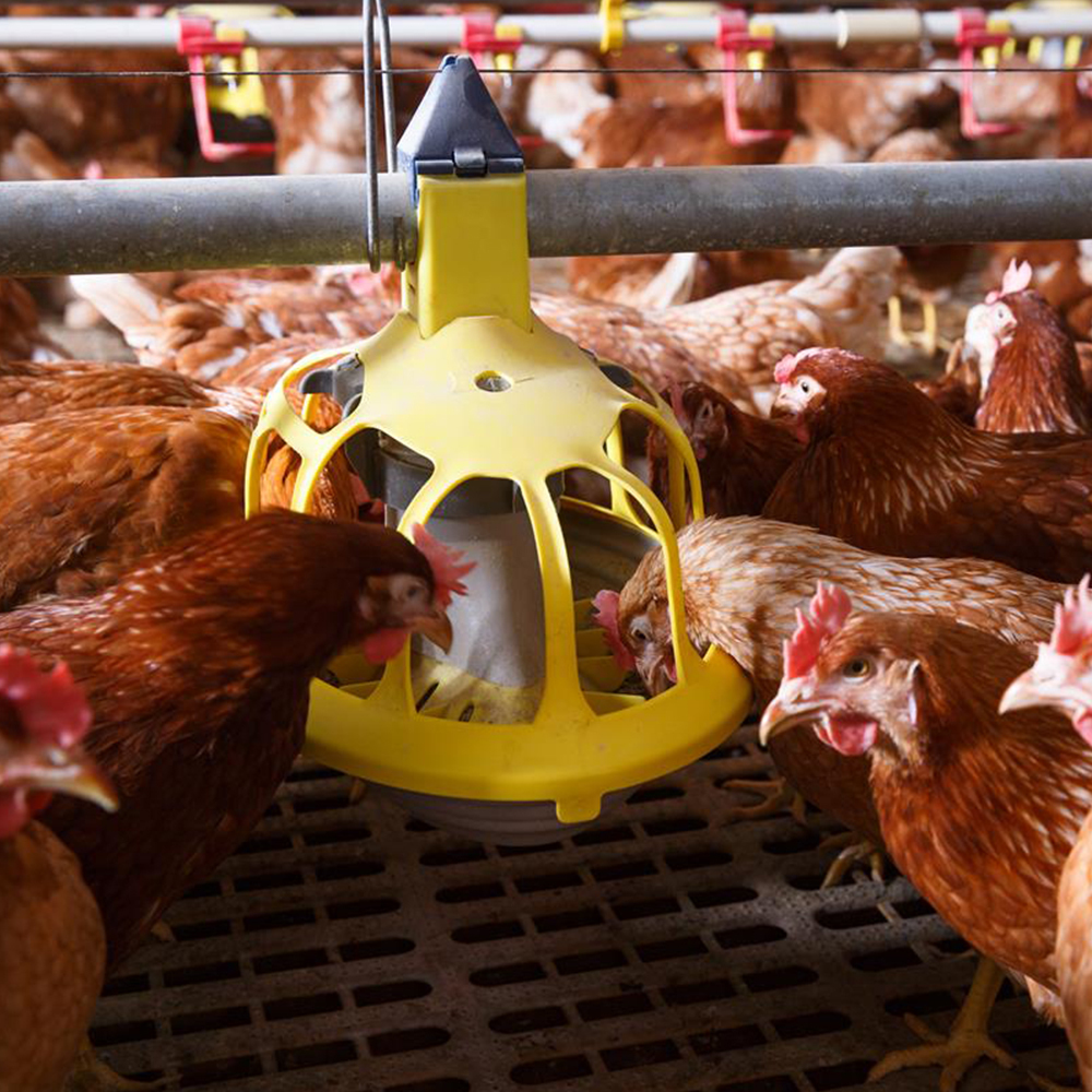 Verzinkter Geflügelfutterautomat – 25 Lbs Fassung, Kein Futterverschwendung, Für Hühner, Enten & Gänse