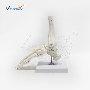 Modèle d'os de pied humain adulte naturel, squelette de pied, spécimens anatomiques médicaux pour l'enseignement, vente en gros - Product Image 3