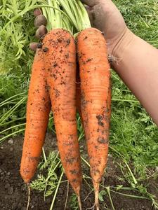<span class=keywords><strong>Carote</strong></span> Rosse Fresche 15cm 10kg Conservate in Frigorifero, Provenienti dallo Shandong, Cina, <span class=keywords><strong>per</strong></span> Uso Alimentare, Prezzo Competitivo all'Ingrosso - Product Image 2