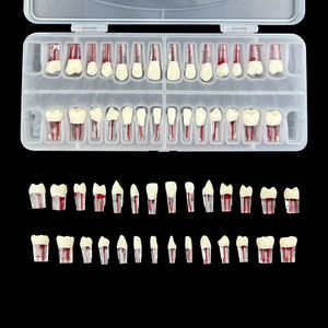 Endodontik gigi Endo, model saluran akar gigi untuk latihan RCT - Product Image 5