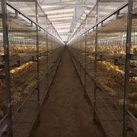 Système d'alimentation automatique personnalisé de type H prix d'usine bon marché pour cage d'élevage de batterie de poulets de chair nouvel état