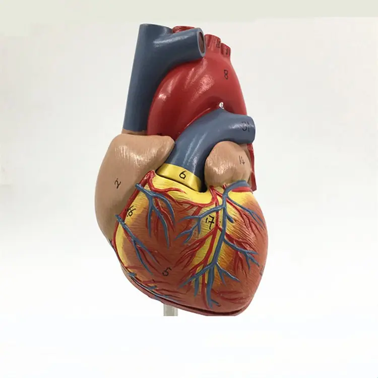 34 logo B ultrasound doppler ultrasound 3D anatomical human heart display model