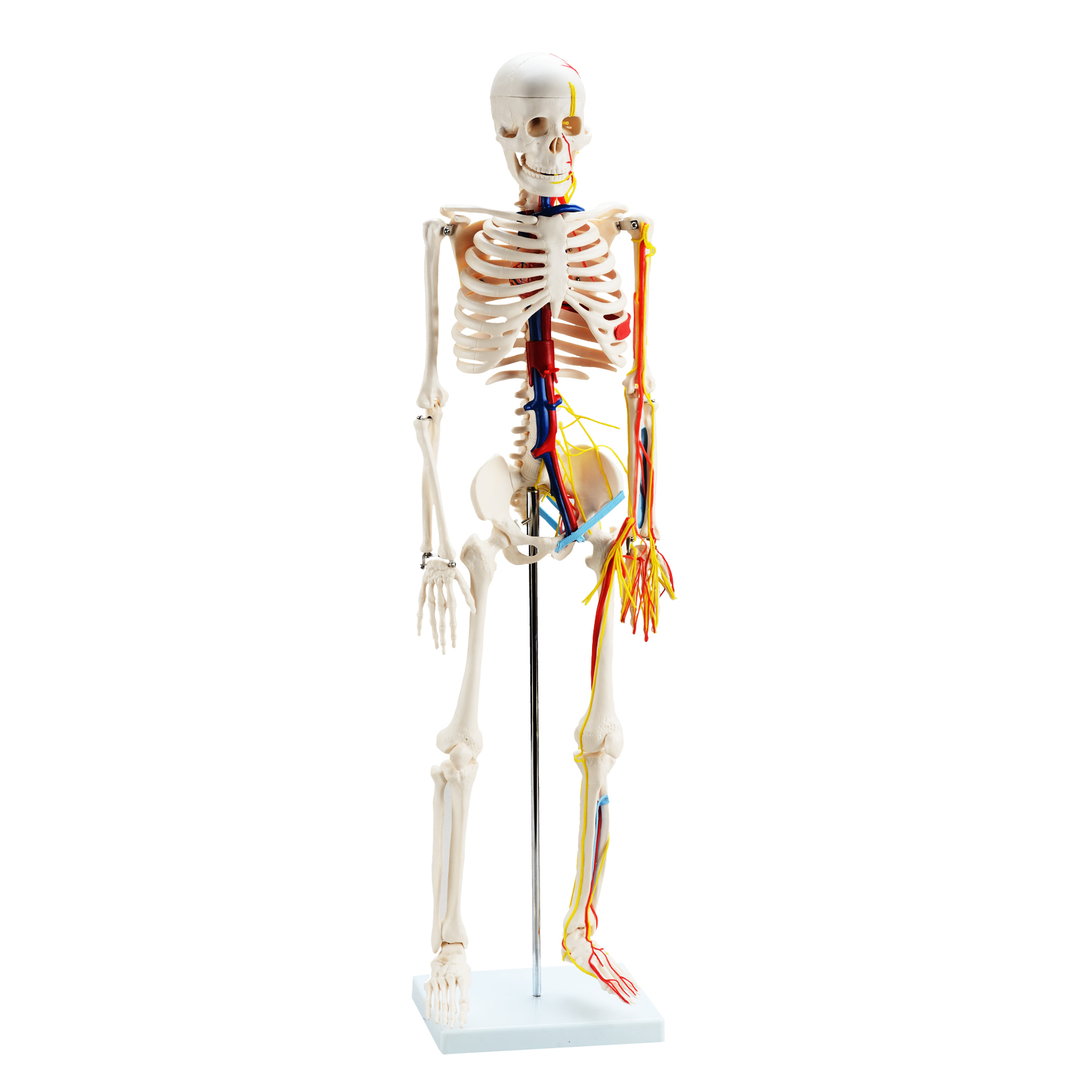 Scheletro umano di CBM-001E 85cm con i nervi ed i vasi sanguigni, scheletro medico anatomico artificiale