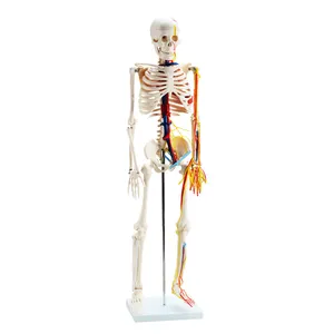 Scheletro umano di CBM-001E 85cm con i nervi ed i vasi sanguigni, scheletro medico anatomico artificiale